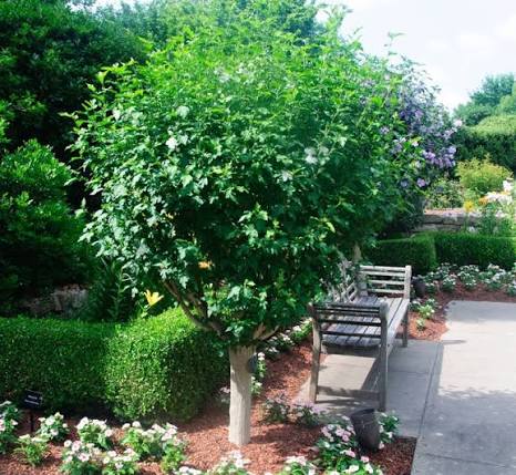 Rose of Sharon, Jeanne D'Arc 7 gallon Standard