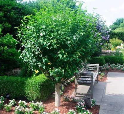 Rose of Sharon, Jeanne D'Arc 7 gallon Standard