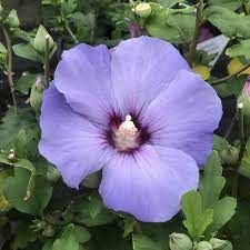 Rose of Sharon, Azurri Blue Satin