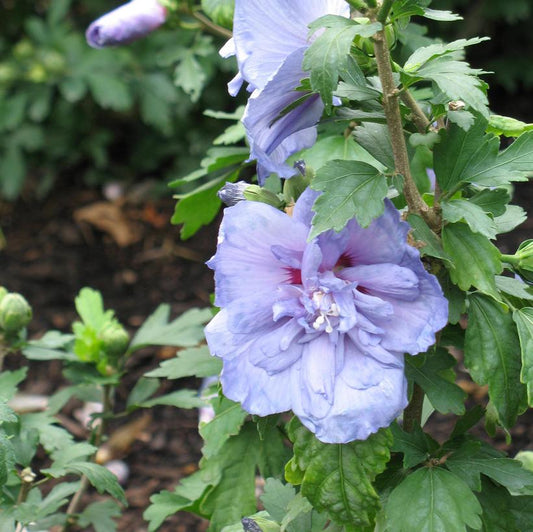 Rose of Sharon, Blue Chiffon