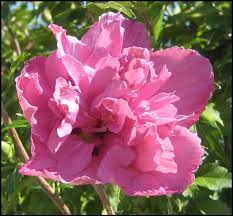 Rose of Sharon, Collie Mullens 3g