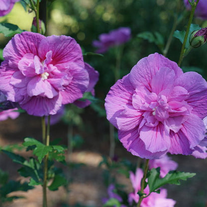 Rose of Sharon, Dark Lavender Chiffon 2g