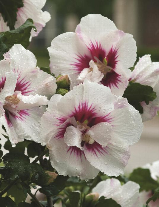 Rose of Sharon, Helene 2g