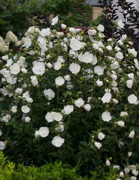 Rose of Sharon, Jeanne D'Arc 7 gallon Standard