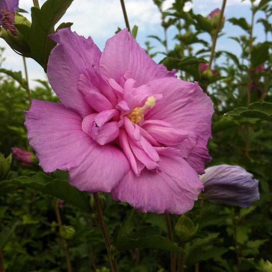 Rose of Sharon, Lavender Chiffon 2g