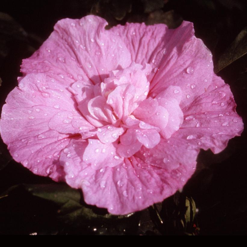 Rose of Sharon, Lucy