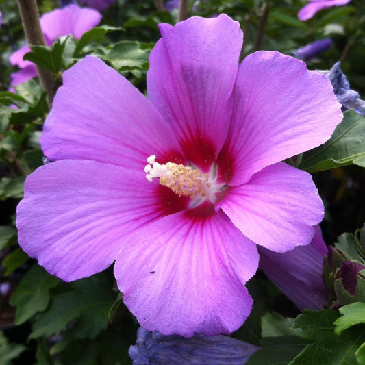 Rose of Sharon, Minerva