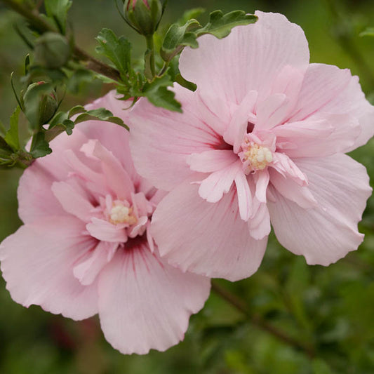 Rose of Sharon, Pink Chiffon 2g