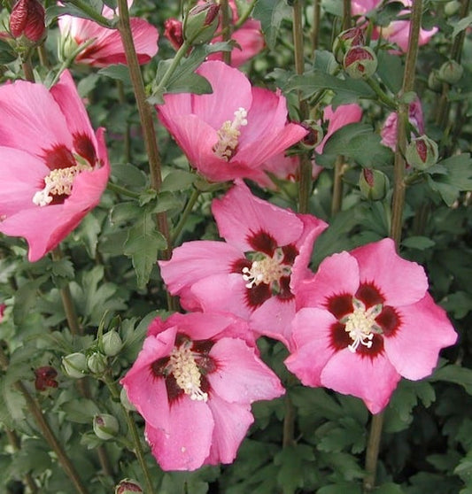 Rose of Sharon, Pink Giant