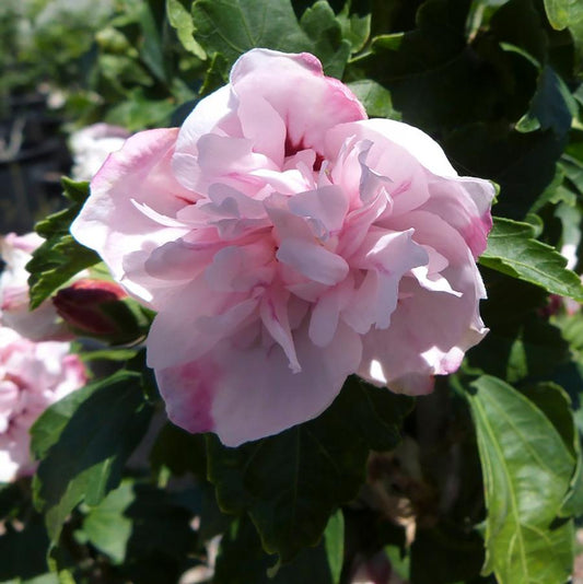 Rose of Sharon, Pulcherrimus