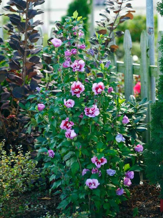 Rose of Sharon, Purple Pillar 2g