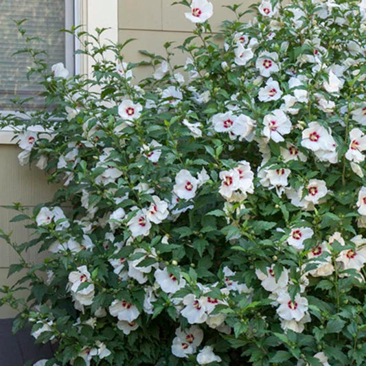 Rose of Sharon, Red Heart