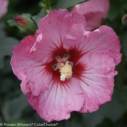 Rose of Sharon, Ruffled Satin 2g