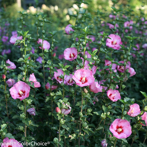 Rose of Sharon, Ruffled Satin 2g