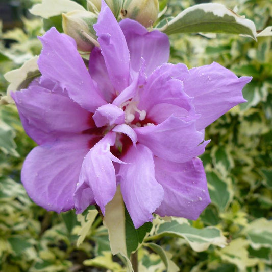 Rose of Sharon, Show Time