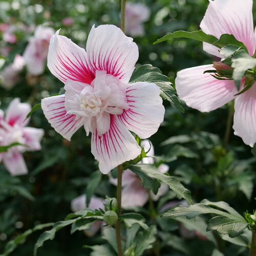 Rose of Sharon, Starblast Chiffon 2g