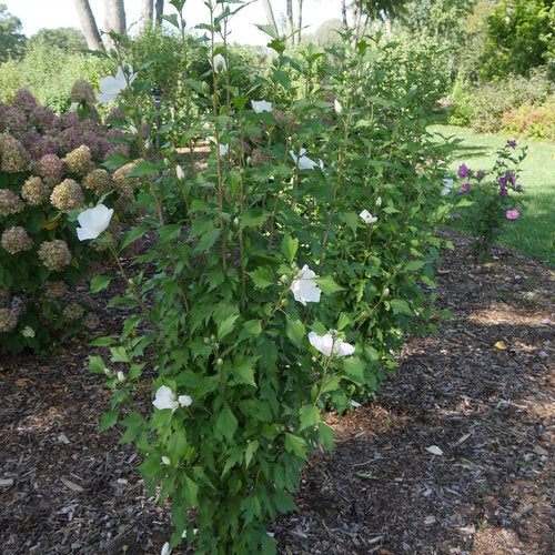 Rose of Sharon, White Pillar
