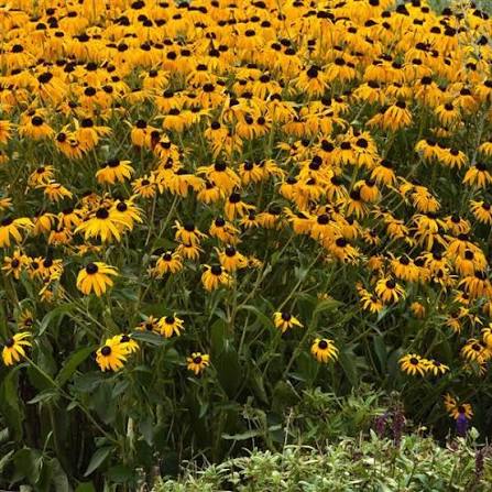 Black-Eyed Susan, ,Goldblitz