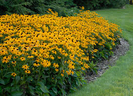 Black-Eyed Susan, Goldsturm