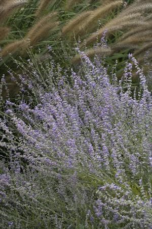 Russian Sage, Little Spire 1g