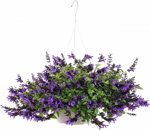 10" Hanging Basket, Bodacious Hummingbird Falls Salvia