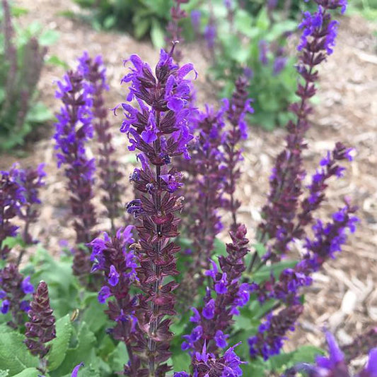 Salvia, Midnight Purple