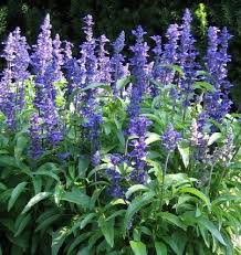 Salvia, Victoria Blue