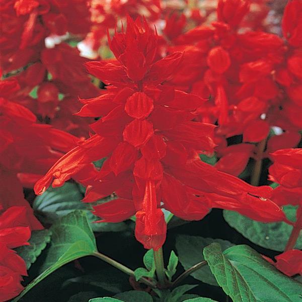 Salvia, Summer Jewel Red