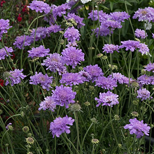 Pincushion Flower, Flutter Deep Blue – Coville's Greenhouses & Garden ...