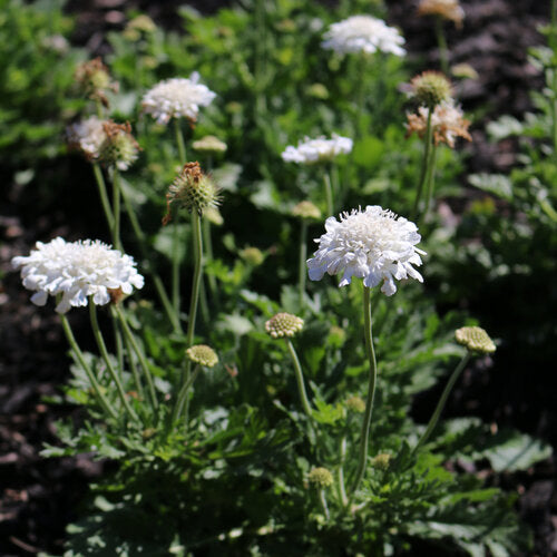 Pincushion Flower, Flutter Pure White