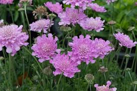 Pincushion Flower, Flutter Rose Pink 1g