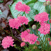 Pincushion Flower, Vivid Violet