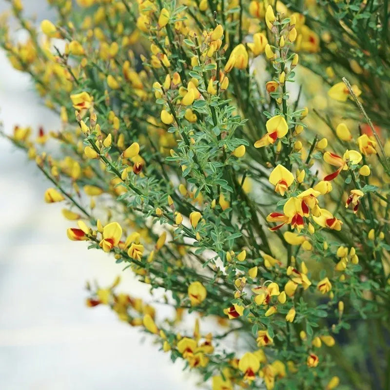 Scotch Broom, Sister Disco