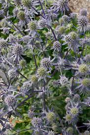 Sea Holly, Blue Glitter