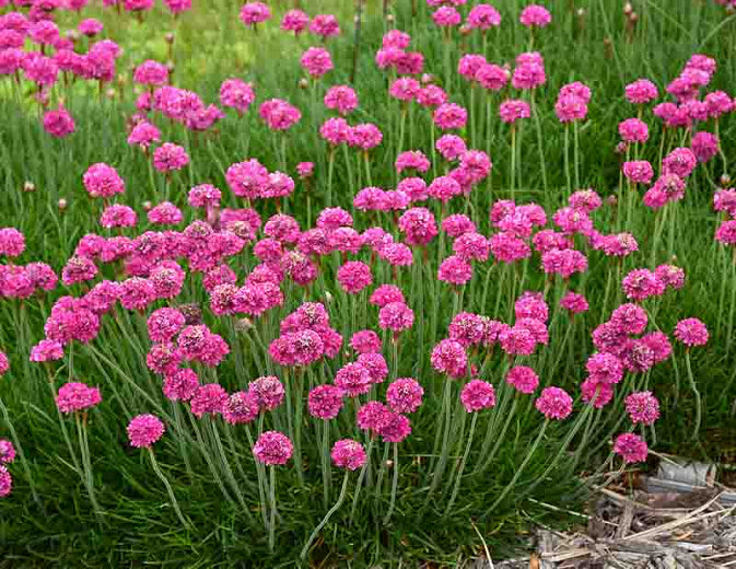 Sea Thrift, Bloodstone 1qt