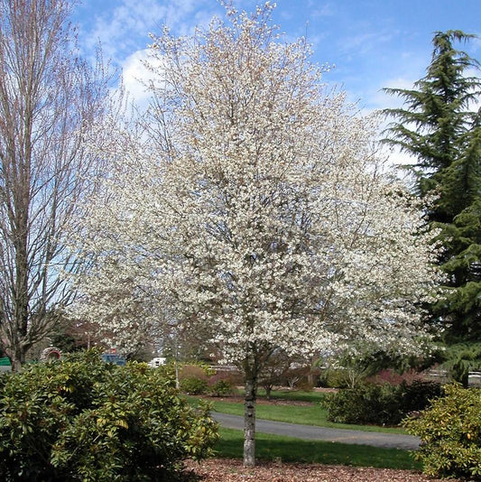 Serviceberry, Autumn Brilliance