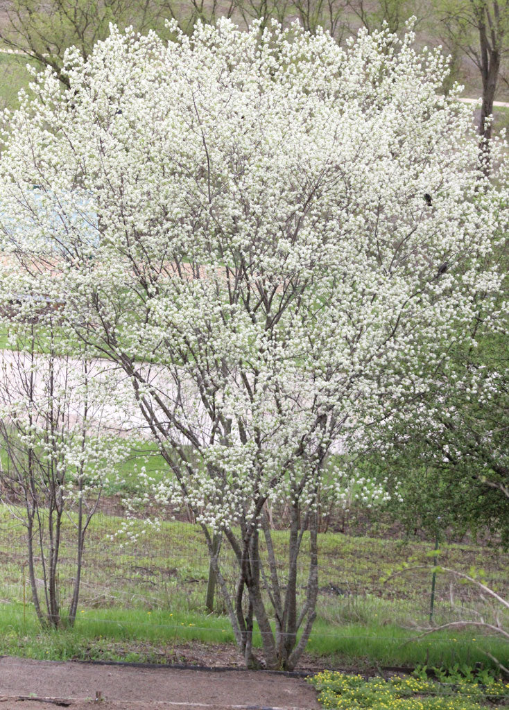 Serviceberry, Downy 3g