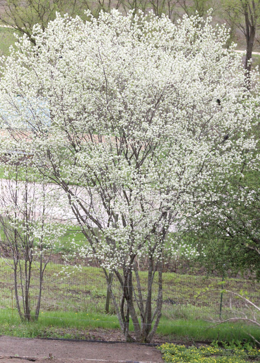 Serviceberry, Downy 3g