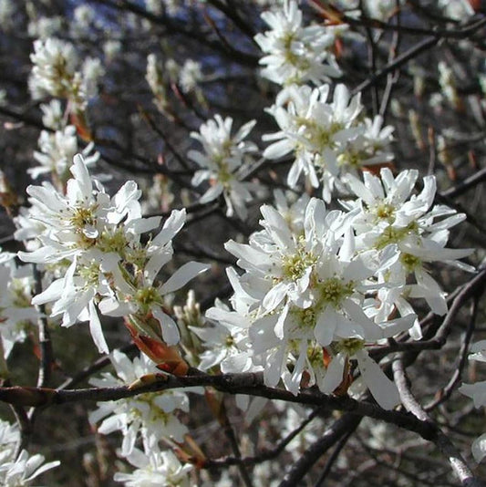 Serviceberry, Rainbow Pillar