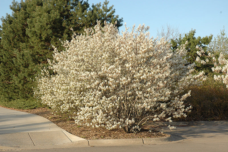 Serviceberry, Shadblow 7g