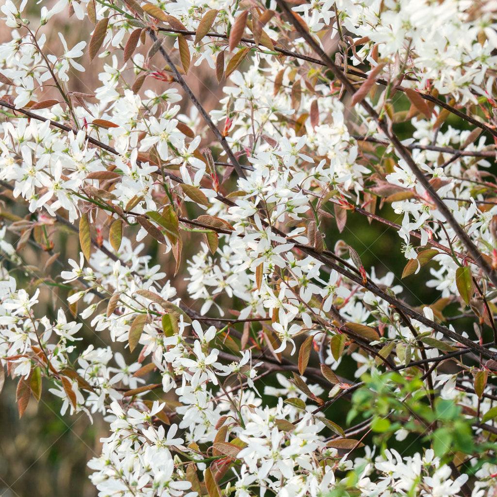 Serviceberry, Shadblow 7g Tree