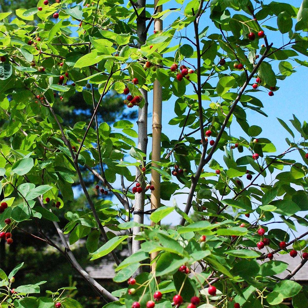 Serviceberry, Shadblow 7g Tree