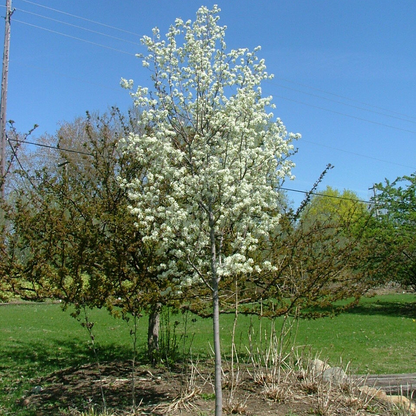 Serviceberry, Shadblow 7g Tree