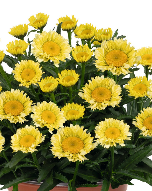 Shasta Daisy, Sweet Daisy Izabel