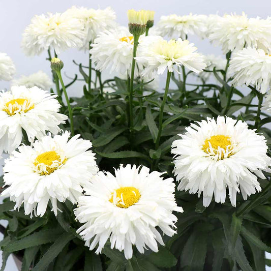 Shasta Daisy, Macaroon