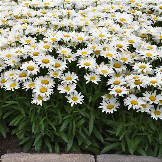 Shasta Daisy, Make My Daisy Happy
