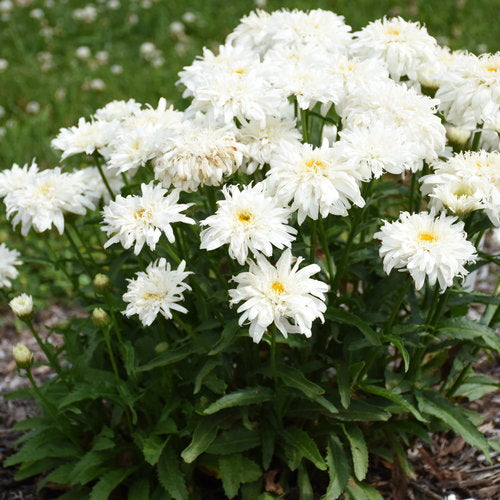 Shasta Daisy, Amazing Daisies Marshmallow 1g