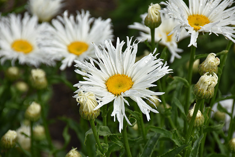 Shasta Daisy, Amazing Daisy Spun Silk