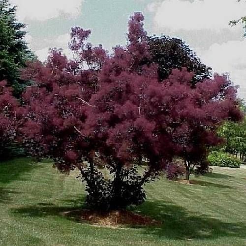 Smoketree, Common Purple 2g