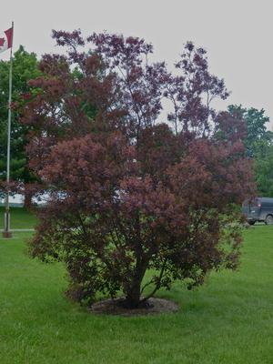 Smokebush, Royal Purple